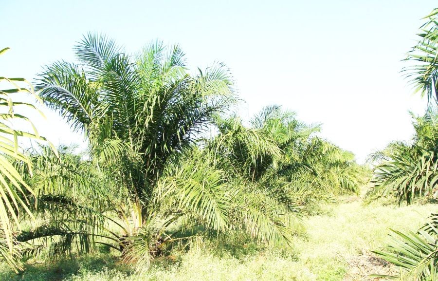 Representative Image: While oil palm plantation is increasing in Nagaland, experts and activists have express apprehension over its adverse impact on biodiversity and environment. (Image by Bishnu Sarangi from Pixabay)
